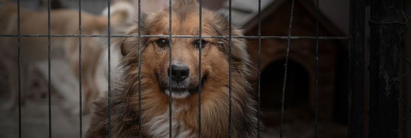 Dog in animal shelter waiting for adoption. dog behind the fences. dog in animal shelter cage.