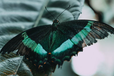 Close-up of butterfly on leaf