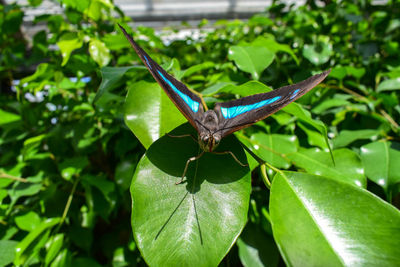 Close-up of grasshopper on plant