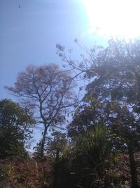 Low angle view of trees against sky