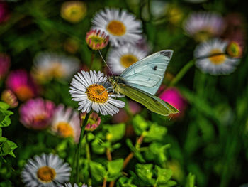 Close-up of butterfly pollinating on flower