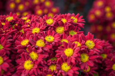 Close-up of marigold blooming outdoors