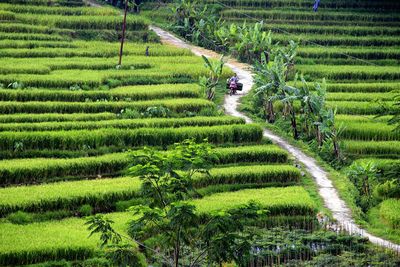 Man riding motor scooter through rice field