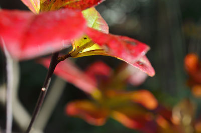 Close-up of red flower