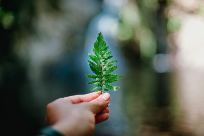 Cropped image of person holding plant