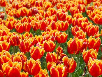 Close-up of orange flowers