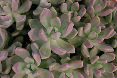 Full frame shot of succulent plant