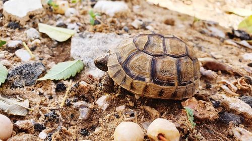 A small turtle in huge nature