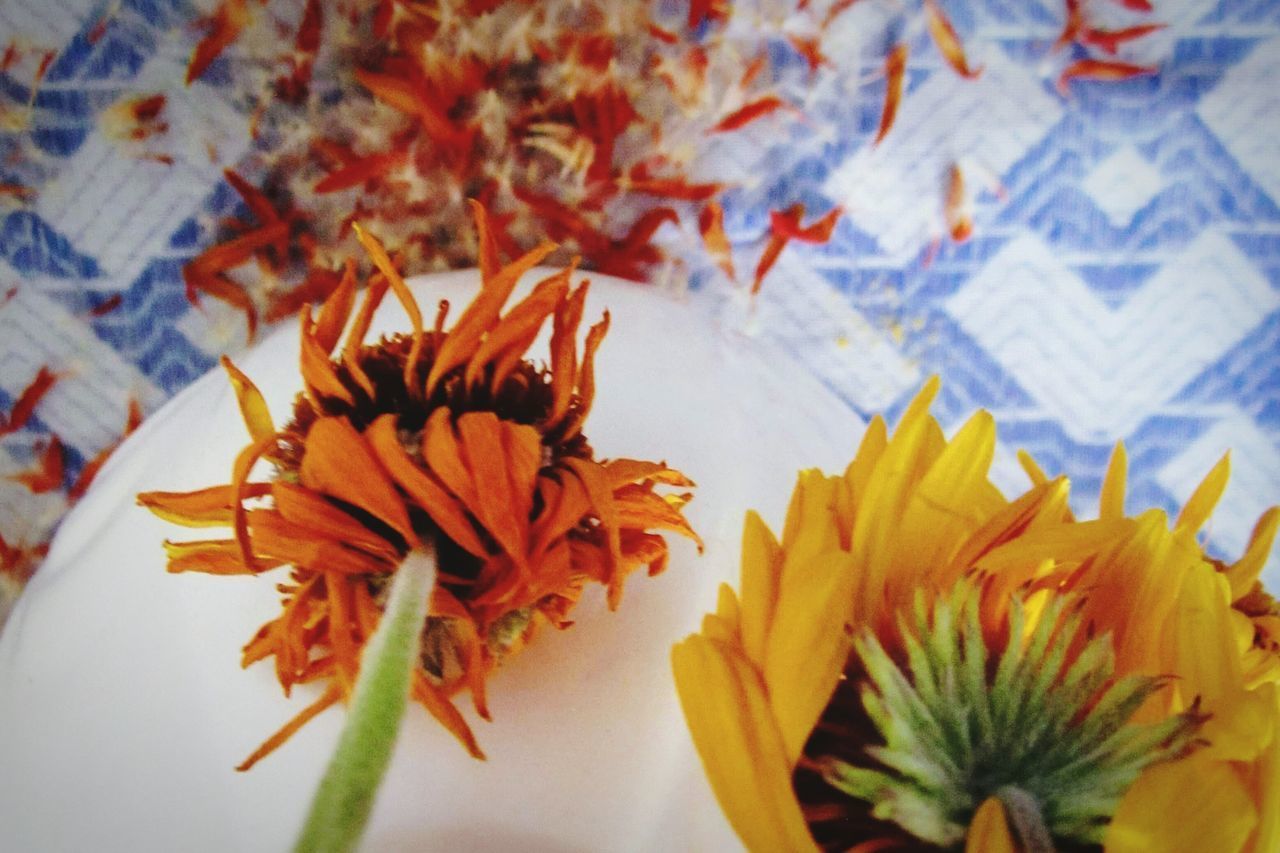 CLOSE-UP OF YELLOW FLOWERING PLANTS