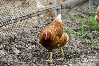 Close-up of rooster on field