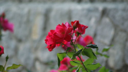 Close-up of red flowering plant