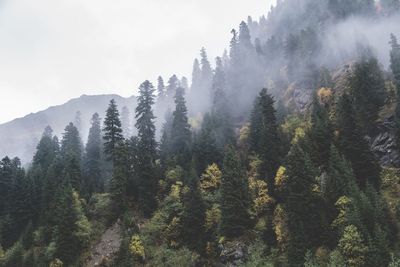 Pine trees in forest against sky