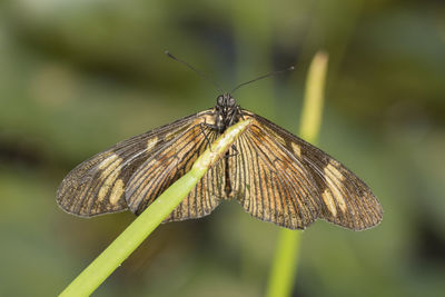 Close-up of butterfly on leaf