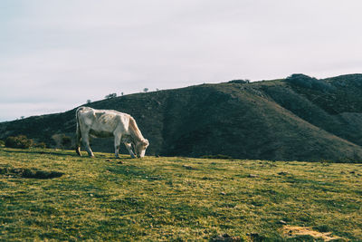 Horse grazing in a field