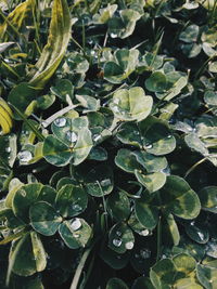 Close-up of wet leaves