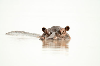 Hippo head in waterhole with rippled reflection