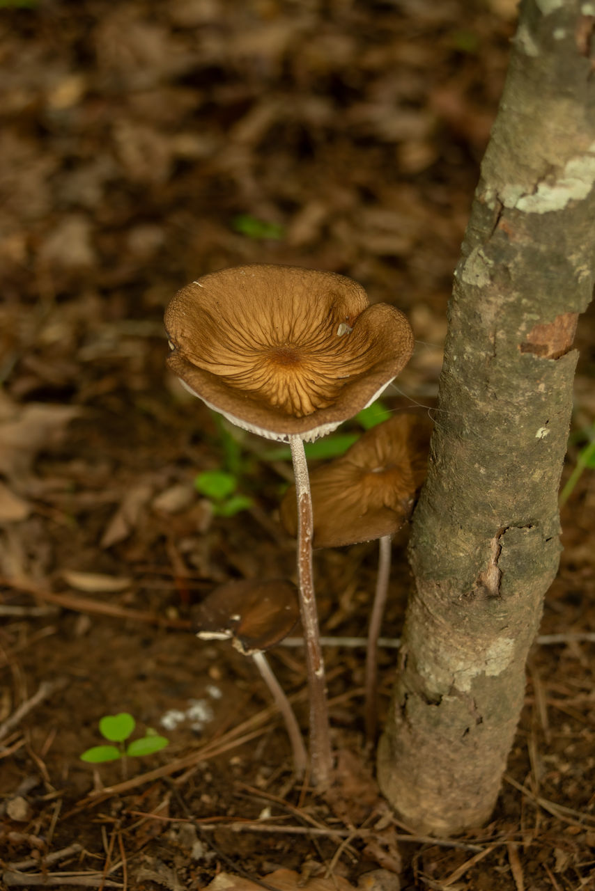 mushroom, fungus, plant, vegetable, nature, growth, forest, food, woodland, soil, tree, land, close-up, autumn, no people, focus on foreground, tree trunk, trunk, leaf, edible mushroom, beauty in nature, toadstool, day, agaricaceae, outdoors, food and drink, fragility, macro photography, field, plant stem, bolete, penny bun, freshness, brown, oyster mushroom