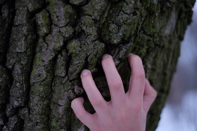 Cropped image of tree trunk