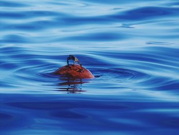 Crab on a floating coconut