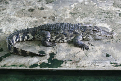 High angle view of crocodile in water