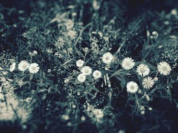 Close-up of flowers blooming outdoors