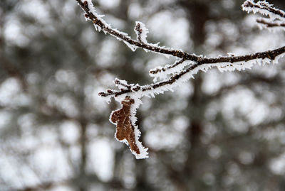 Close-up of frozen twigs