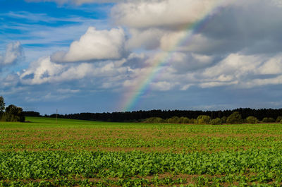 Scenic view of agricultural field against sky