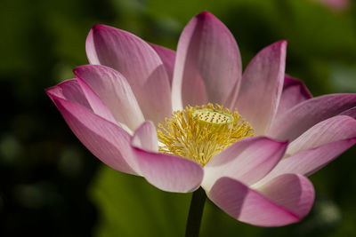 Close-up of pink lotus water lily