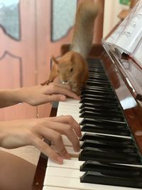 View of a cat playing with piano