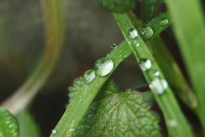 Close-up of wet plant