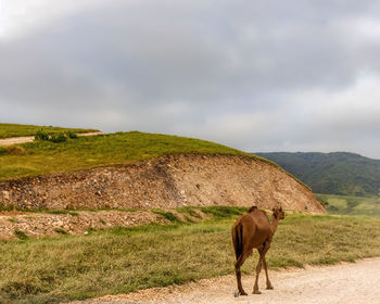 Camel walking with landscape against cloud sky 