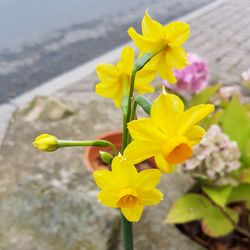 Close-up of yellow crocus blooming outdoors