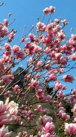 Low angle view of pink flowers blooming on tree