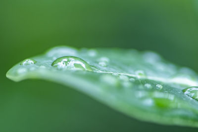 Close-up of raindrops on green leaves