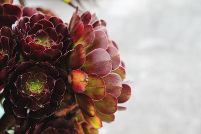 Close-up of flower against blurred background