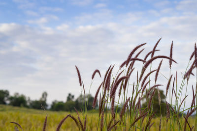 View of stalks in field against cloudy sky