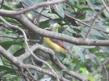 Close-up of bird perching on tree