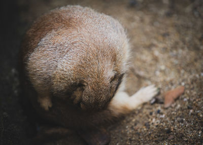 Prairie dog in zoo