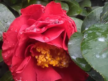 Close-up of red rose