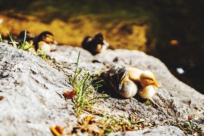 Close-up of bird on rock