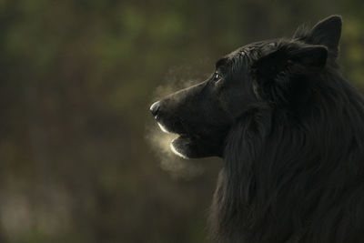 Profile view of black dog