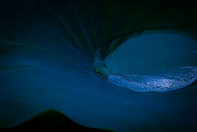 Close-up of jellyfish in water