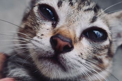 Close-up portrait of dog
