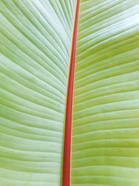 Full frame shot of palm leaves