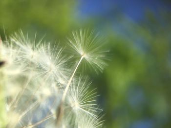 Close-up of dandelion