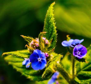 Close-up of purple flowers blooming outdoors