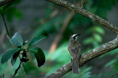 Bird perching on a branch