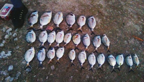 High angle view of fish on filed