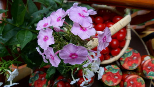 Close-up of pink flowers