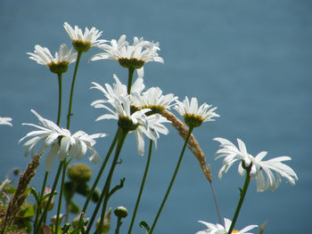 Close-up of white daisy flowers growing outdoors